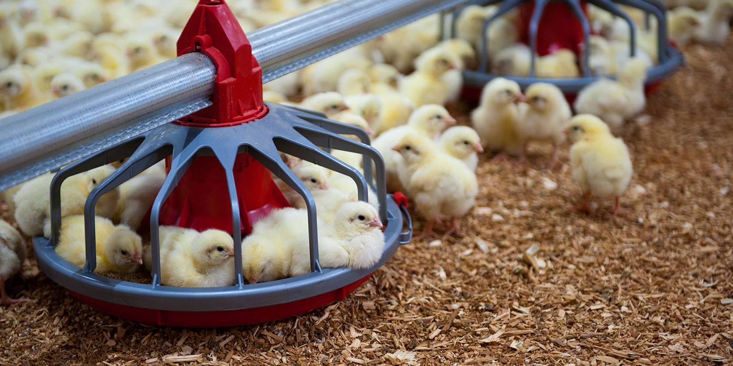 What We Do Chicken Farmers of CanadaChicken Farmers of Canada