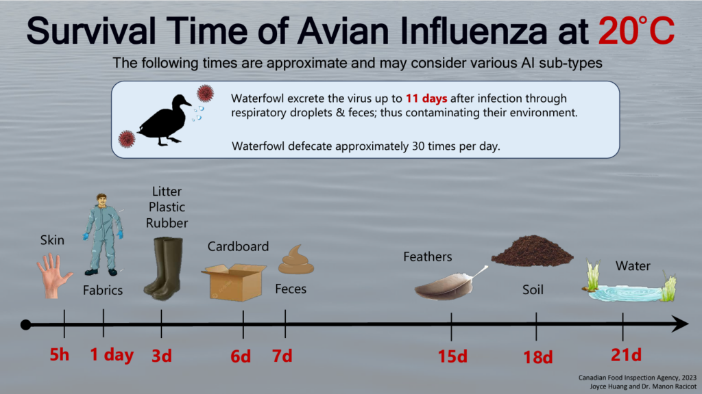 How long does avian influenza survive in the environment chicken
